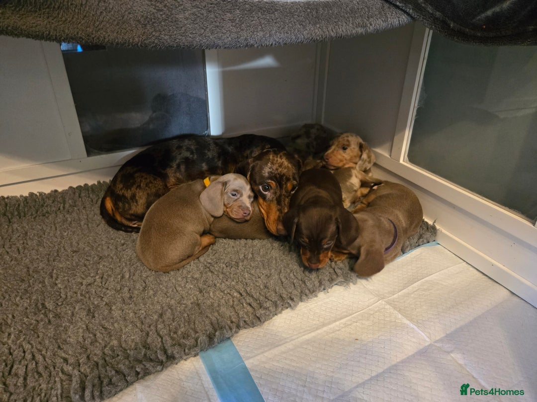 Miniature Dachshund dogs for sale: Miniature Dachshund Puppies - Advert 9