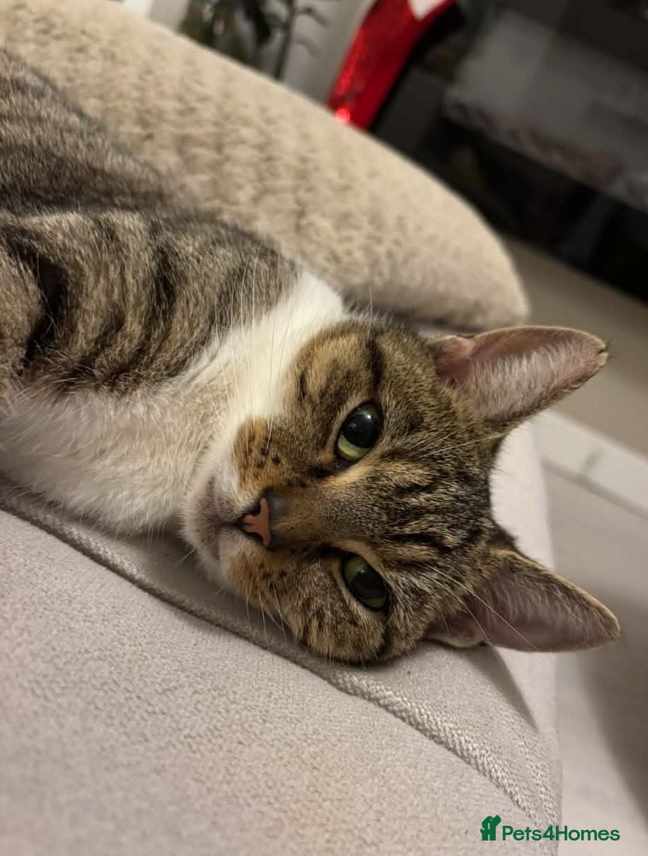 Mixed Breed cats 5 Little Kittens Looking for Their Forever Homes🐾 - Advert 8