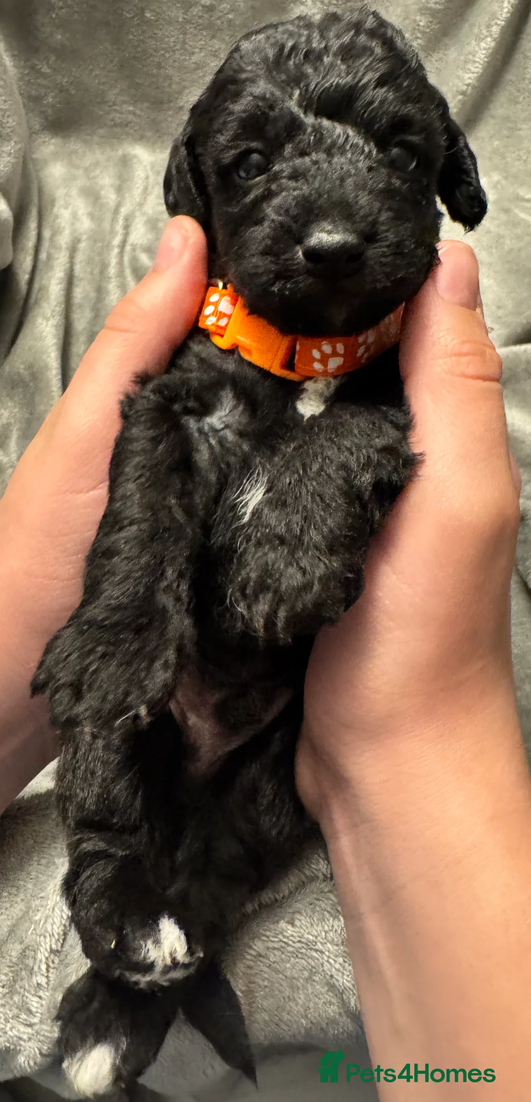 Mixed Breed dogs for sale: Poochon: 87.5% (and 12.5% jack russell) - Advert 6