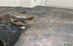 Domestic Shorthair cats for sale: Beautiful grey kittens - Image 12