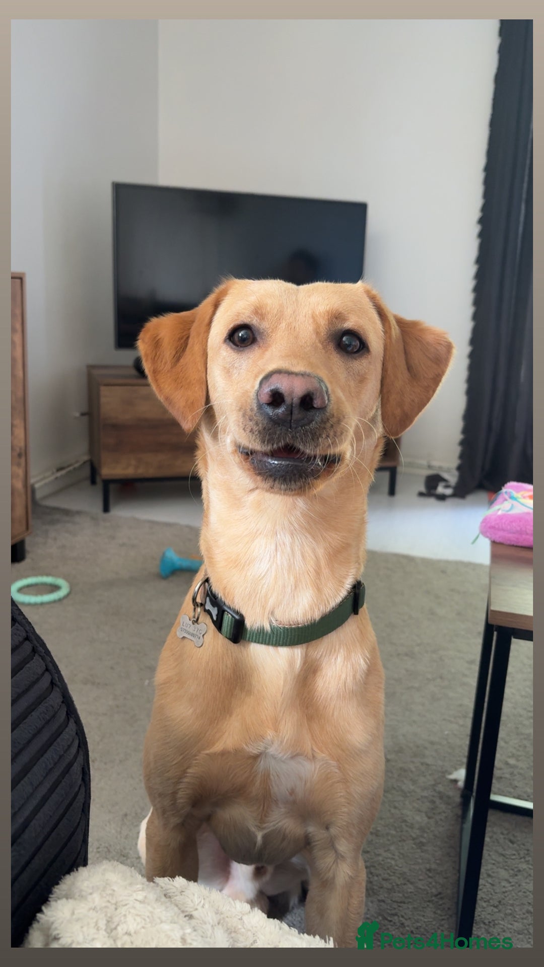 Labrador Retriever dogs for sale: SULLY Male Golden Labrador Retriever  - Image 2