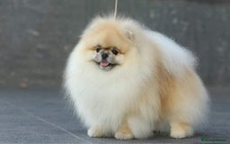 Pomeranian dogs for sale: Luxurious Tiny Pomeranian - 900g/11 weeks old - Image 27