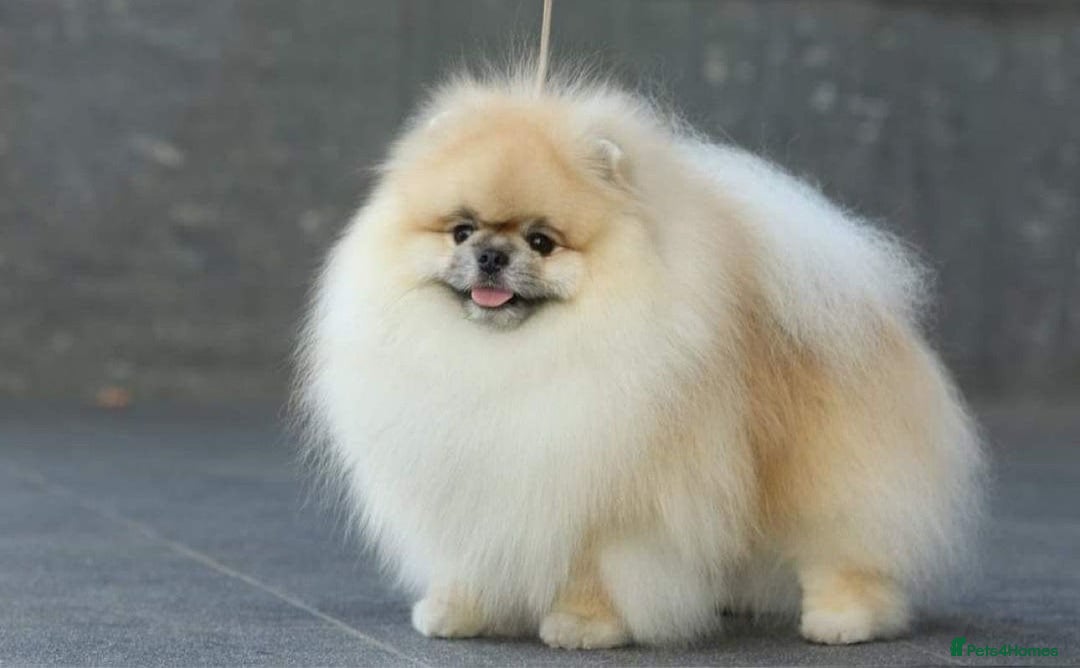 Pomeranian dogs for sale: Luxurious Tiny Pomeranian - 900g/11 weeks old - Image 27