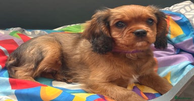 Cavalier King Charles Spaniel dogs - Advert 3