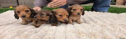 Miniature Dachshund dogs for sale: Miniature longhaired dachshund shaded cream girls in Cambridge - Advert 4