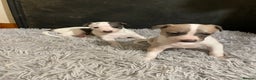 Whippet dogs for sale: Top quality whippet girl pups  - Advert 1
