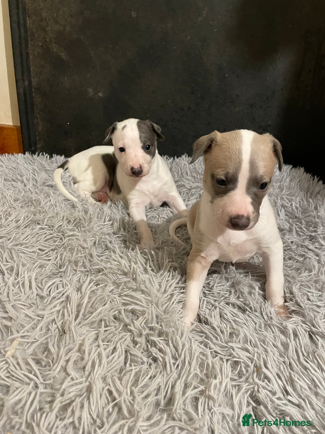 Whippet dogs for sale: Top quality whippet girl pups  - Advert 1