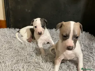 Whippet dogs Top quality whippet girl pups - Advert 1