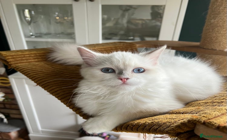 Ragdoll cats - Advert 4