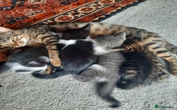 Mixed Breed cats for sale: Beautiful friendly kittens.  - Image 5