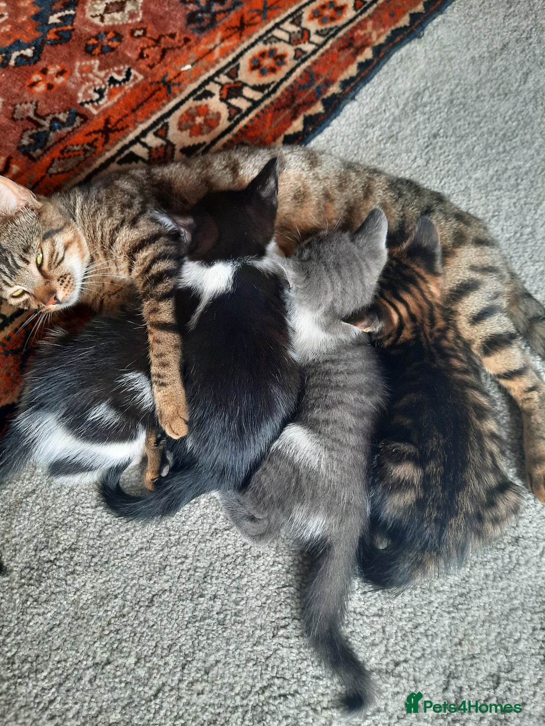 Mixed Breed cats for sale: Beautiful friendly kittens.  - Image 5