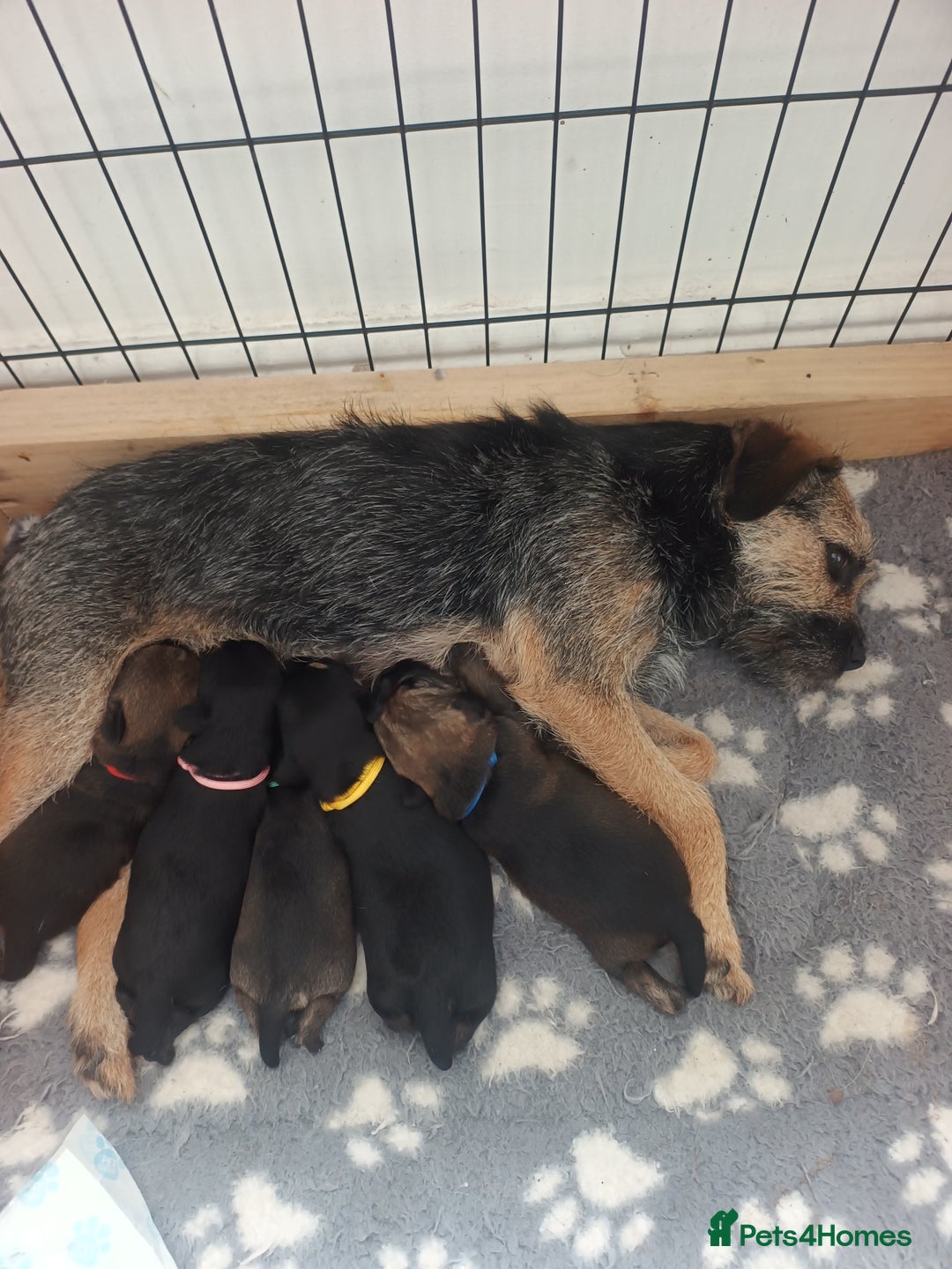 Border Terrier dogs for sale: Border terrier pups  - Image 5