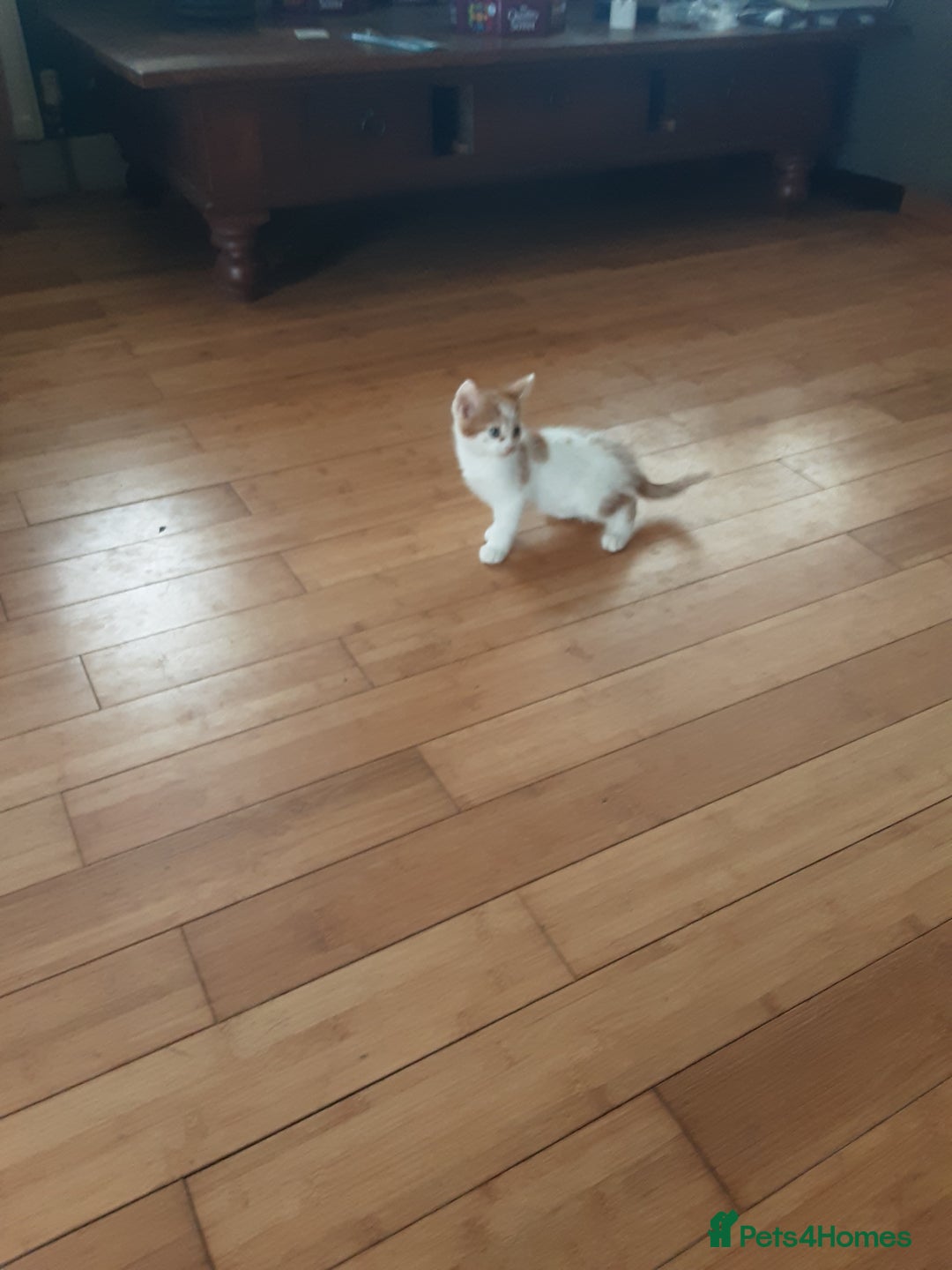 Domestic Shorthair cats for sale: Lovely short-haired kittens - Image 6