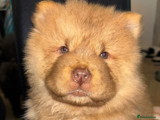 Chow Chow dogs Stunning Chow Chow Puppies Luxi Chow × Royal Chows - Advert 4