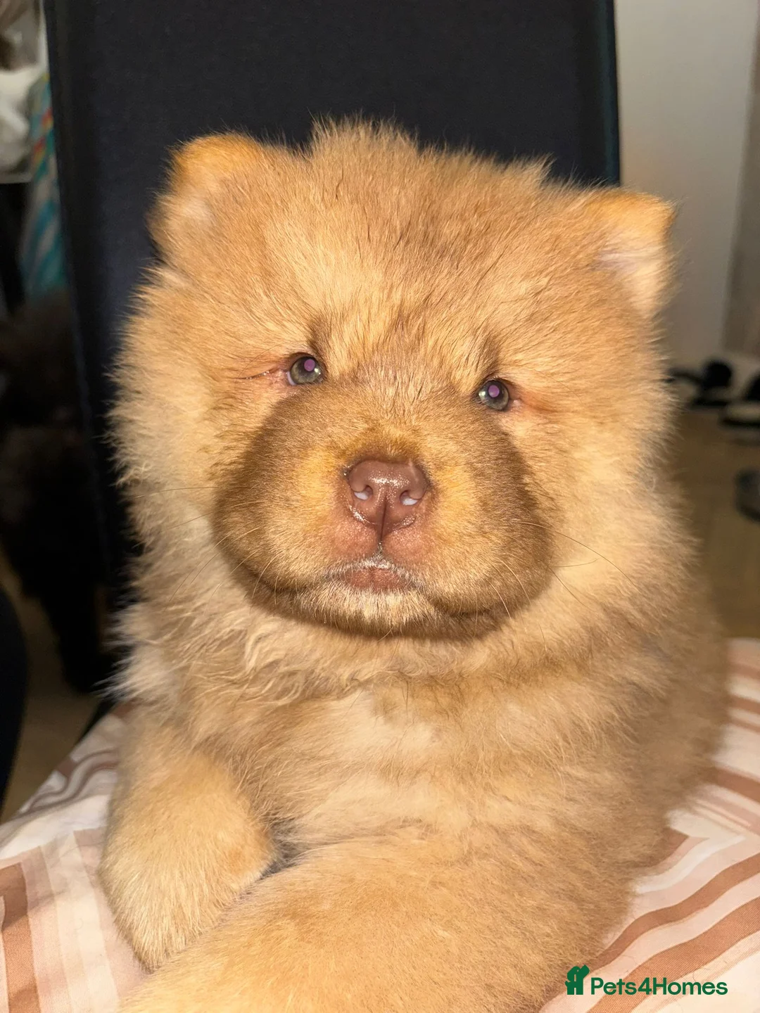 Chow Chow dogs for sale: Stunning Chow Chow Puppies Luxi Chow × Royal Chows - Advert 3