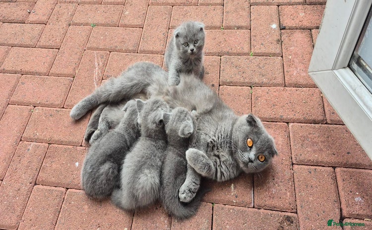 Scottish Fold cats - Advert 4
