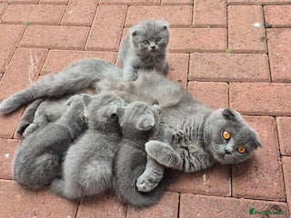 Scottish Fold cats - Advert 5