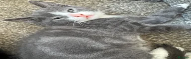 Grey & White Kitten