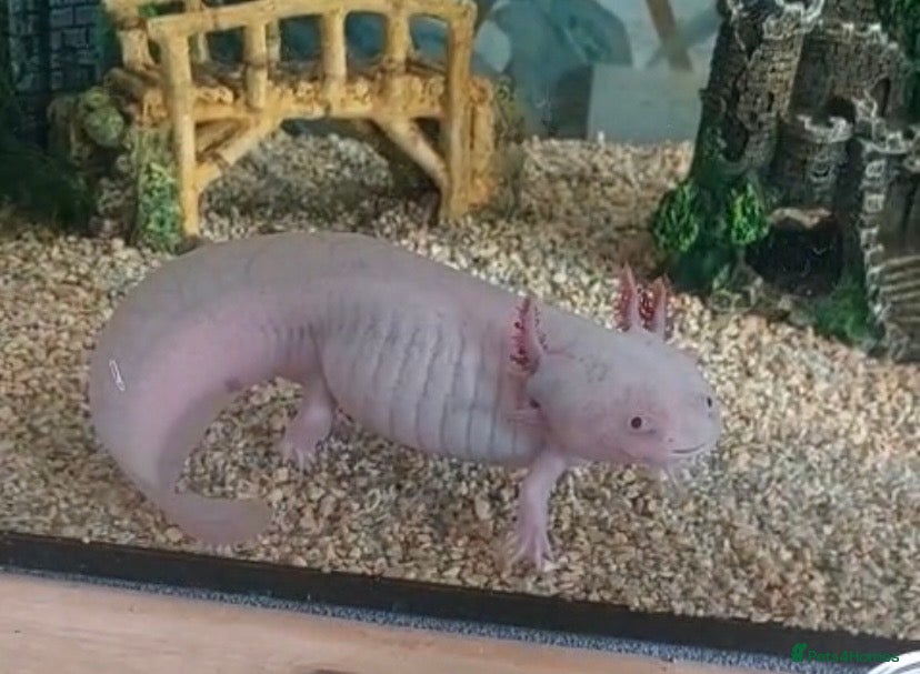 Axolotl reptiles Beautiful Axolotl for sale  - Advert 3
