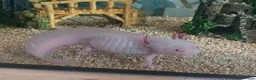 Axolotl reptiles for sale: Beautiful Axolotl for sale  in Birmingham - Advert 1