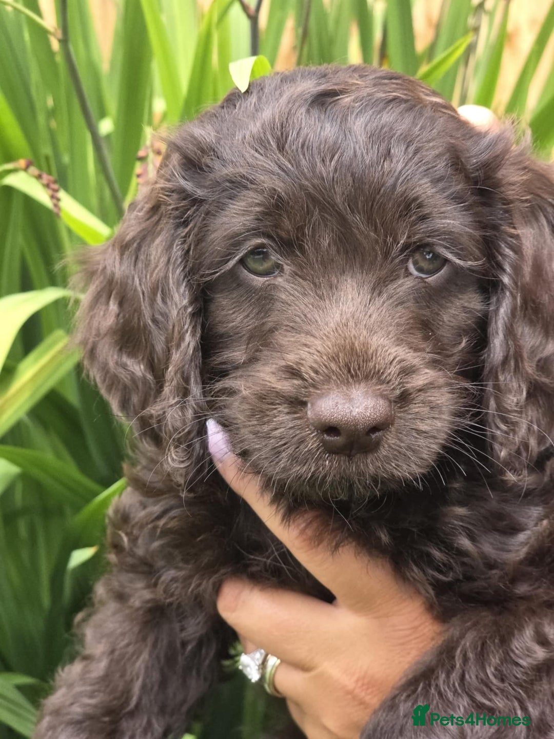 Sproodle dogs for sale: Gorgeous Chocolate Sproodle Puppies - Image 24