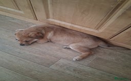 Mixed Breed dogs for sale: Rottweiler mix whippet - Image 4