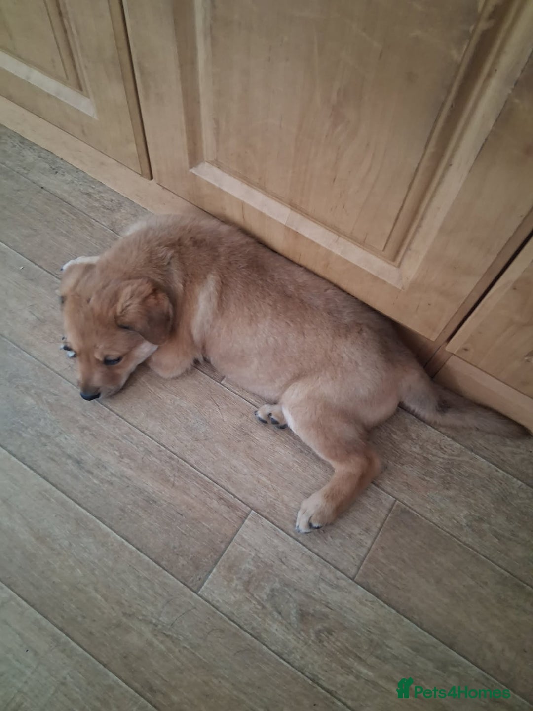 Mixed Breed dogs for sale: Rottweiler mix whippet - Image 4