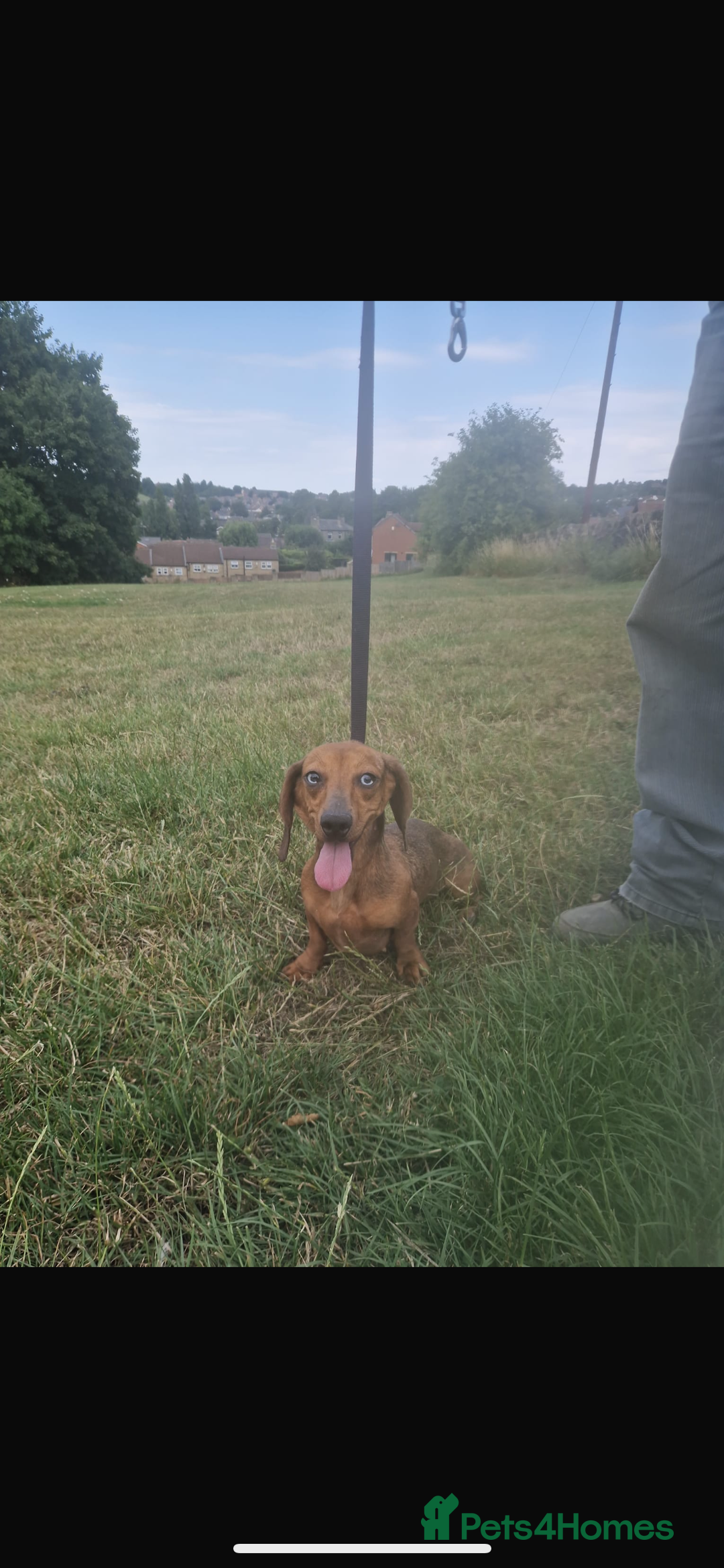 Dachshund dogs for sale: Dachshund 2 girls - Image 4