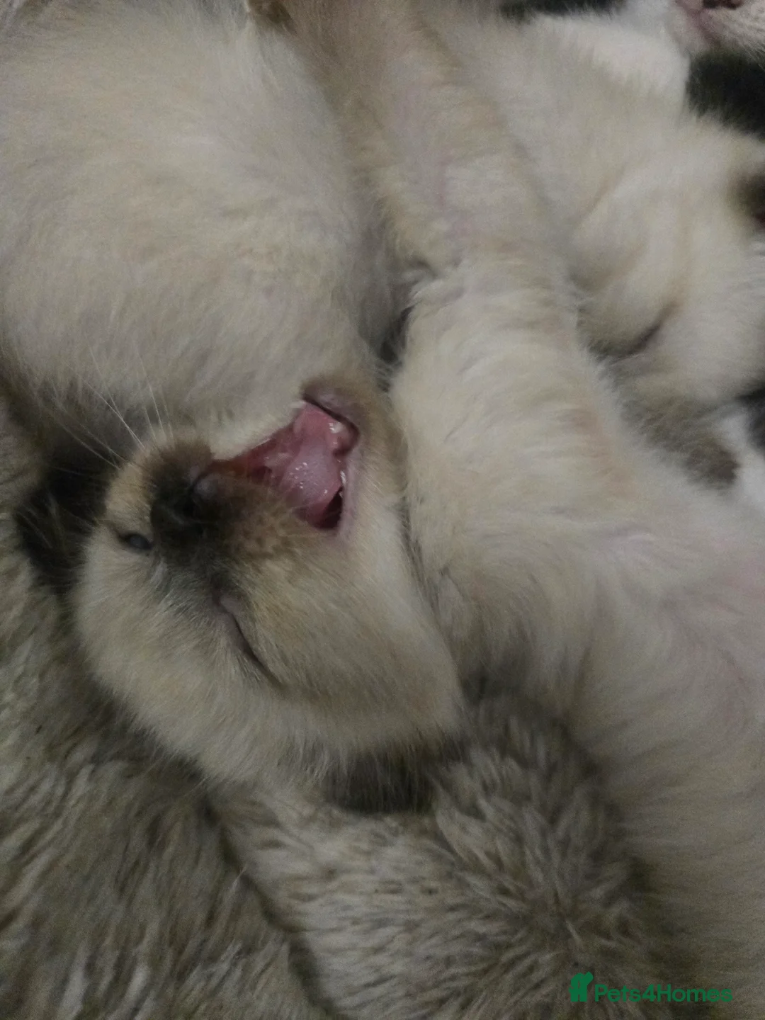 Mixed Breed cats for sale: Ready for new slaves beautiful sphynx babies. - Advert 8