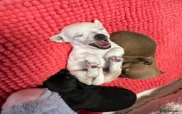 Chihuahua dogs for sale: Chihuahua pup  - Image 11