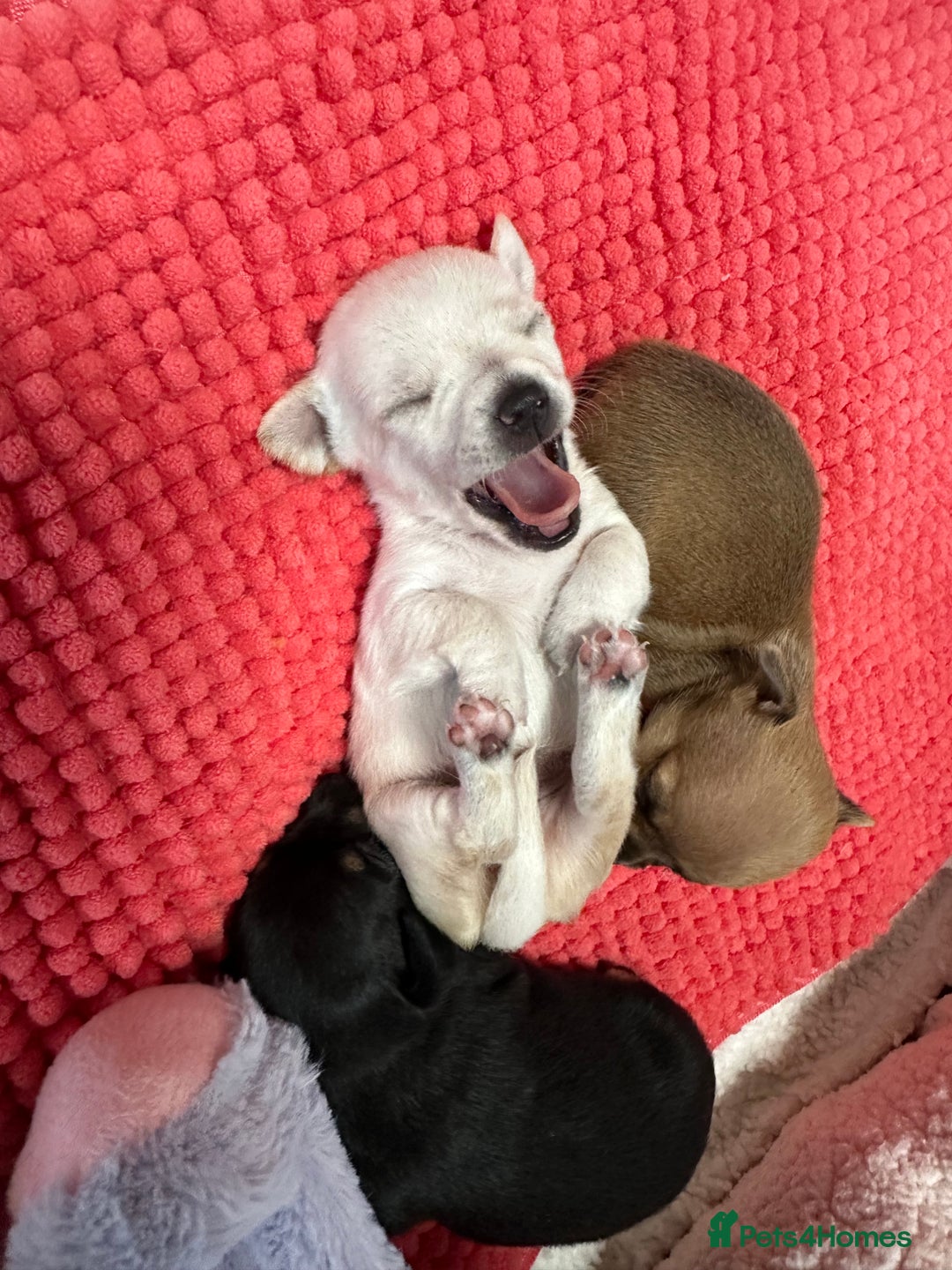 Chihuahua dogs for sale: Chihuahua pup  - Image 11