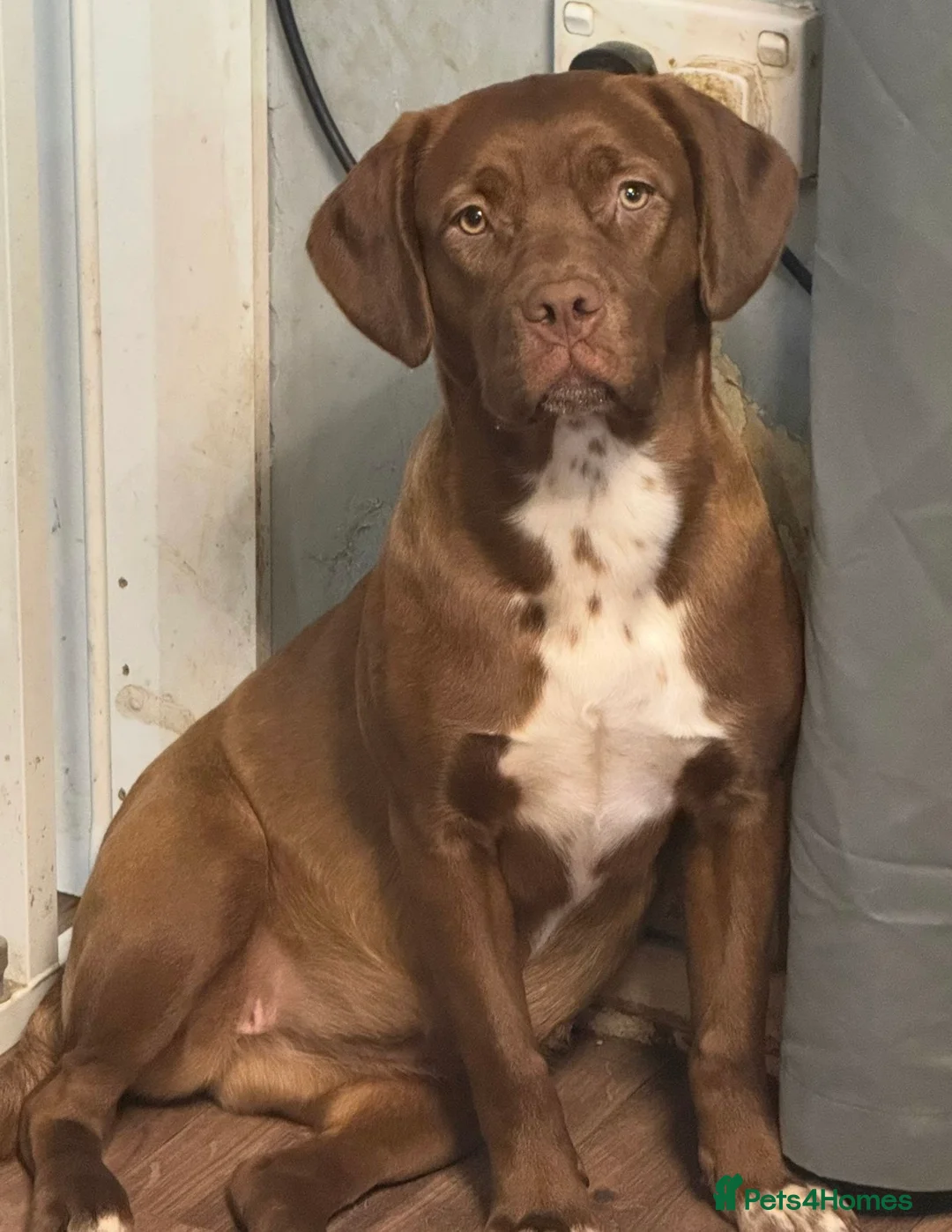 Dogue De Bordeaux dogs for sale: Dogue de bordeaux - Advert 4