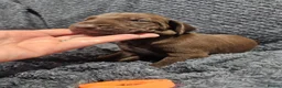 German Shorthaired Pointer dogs for sale: German Shorthaired Pointer Puppies  - Advert 13