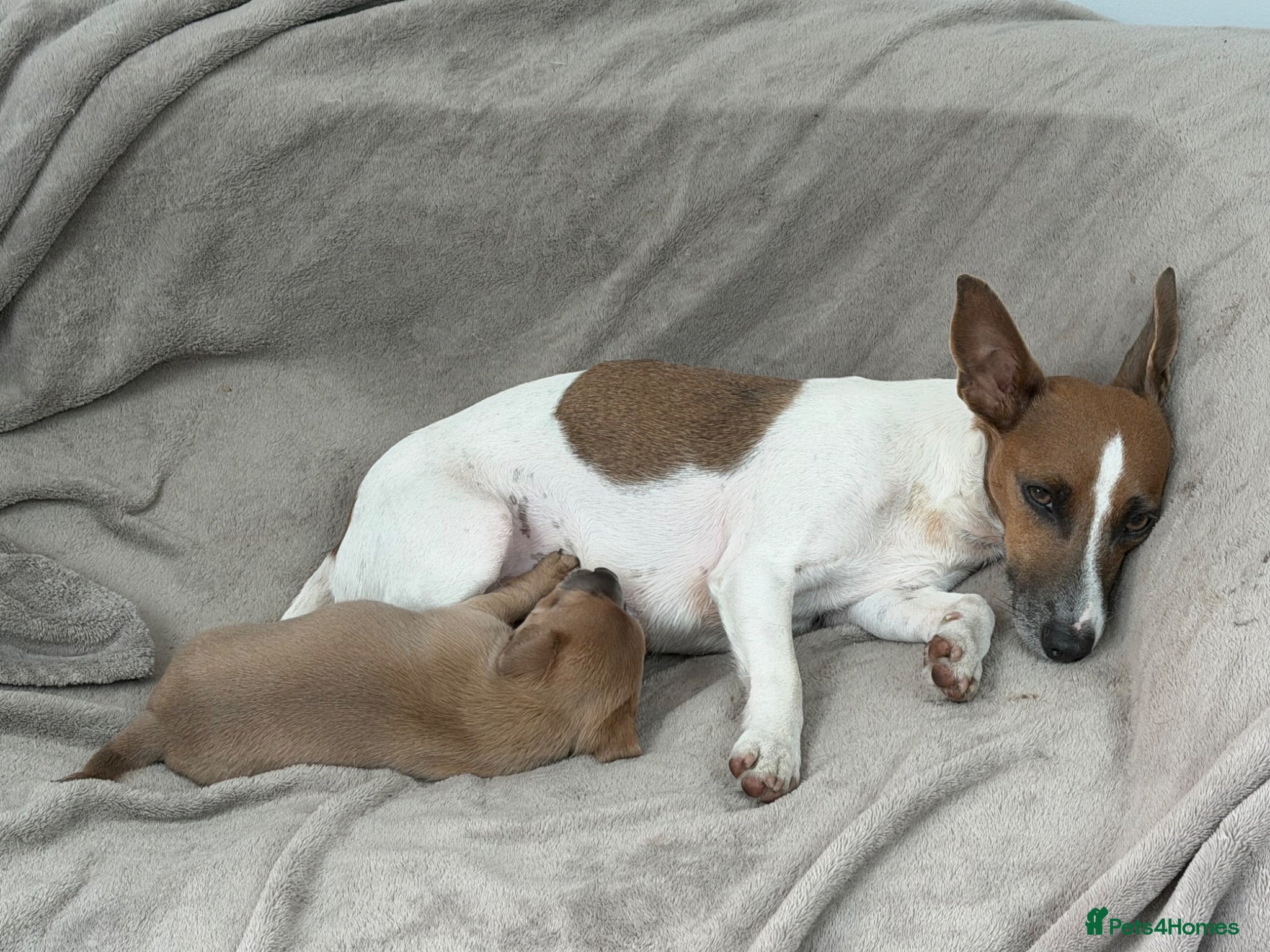 Jack Russell dogs Jack russel pups - Advert 1
