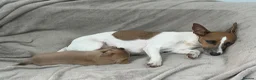 Jack Russell dogs for sale: Jack russel pups in Billericay - Advert 1