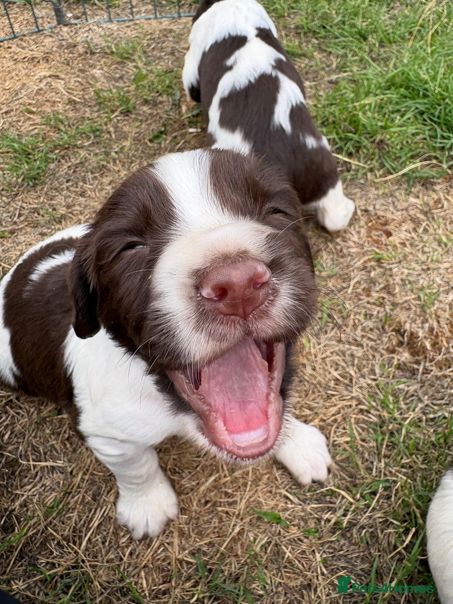 English Springer Spaniel dogs Exceptional bred springer spaniel puppies - Advert 3