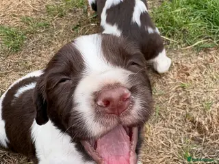 English Springer Spaniel dogs Exceptional bred springer spaniel puppies - Advert 1