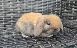 Mini Lop rabbits for sale: Cute Mini Lop Bunnies - Image 10