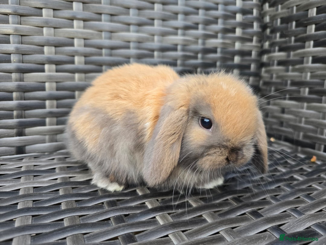 Mini Lop rabbits for sale: Cute Mini Lop Bunnies - Image 10