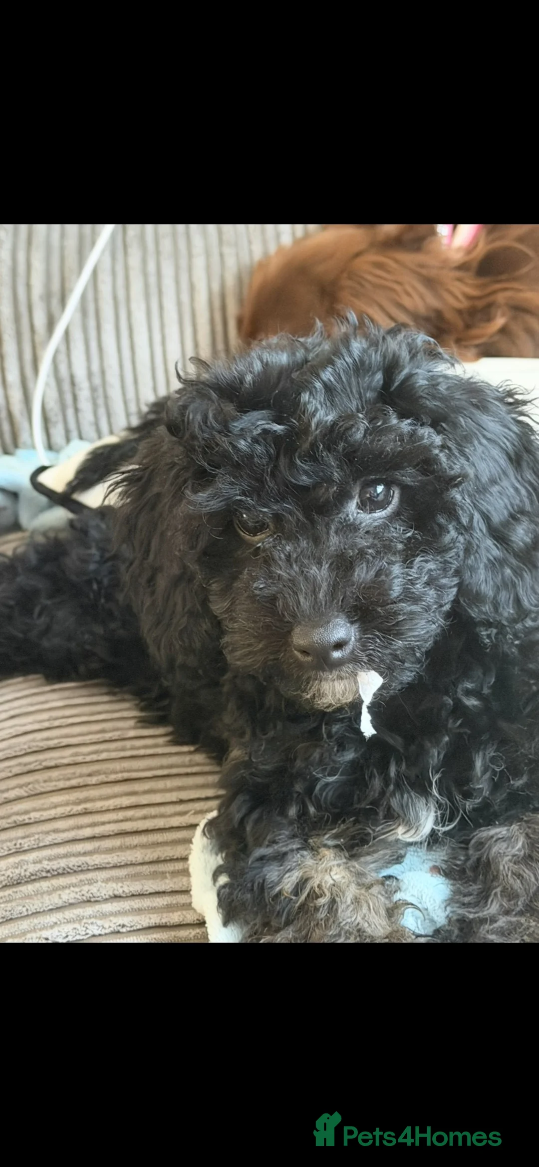 Cockapoo dogs for sale: Beautiful little girl for sale.  in Eastbourne - Advert 4