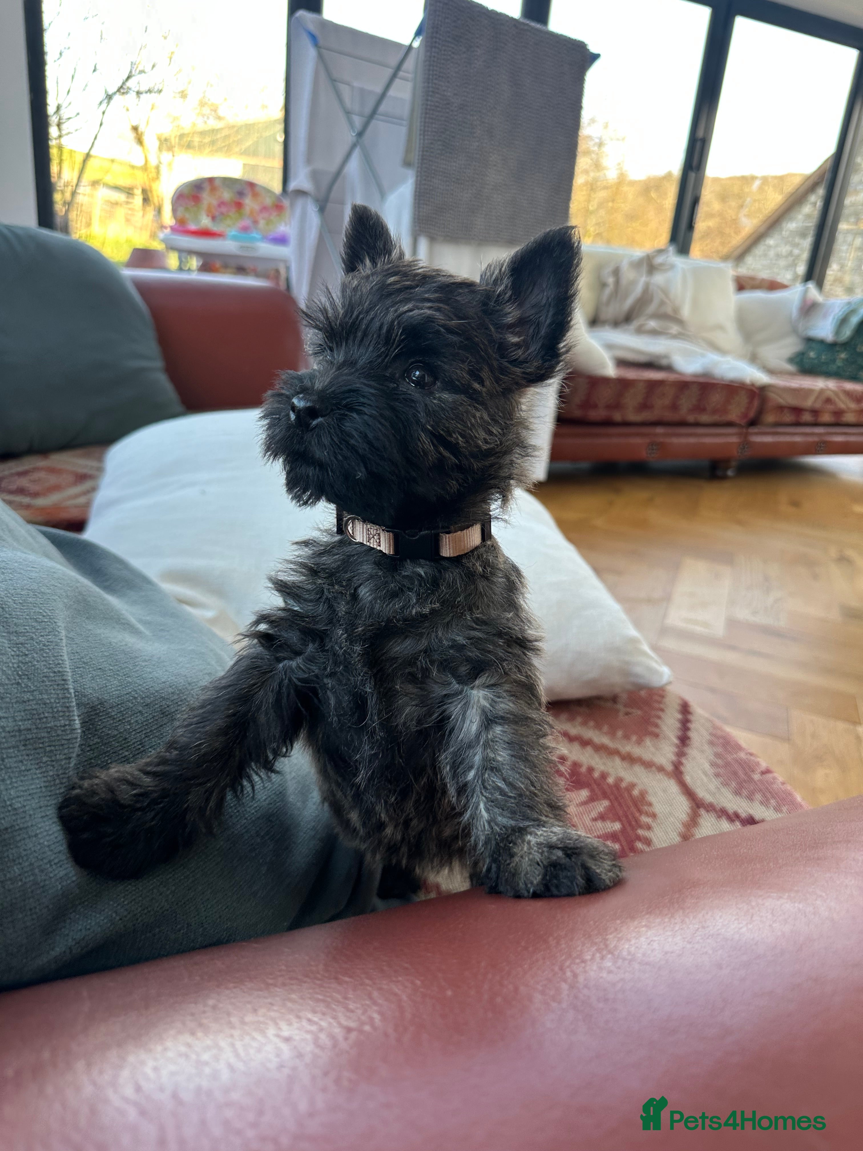 Cairn Terrier dogs Quality Beautiful KC Reg Cairn Terrier Puppies.  - Advert 1