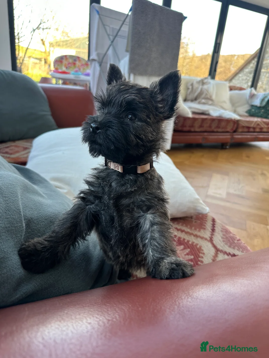 Cairn Terrier dogs for sale: Quality Beautiful KC Reg Cairn Terrier Puppies.  - Advert 26
