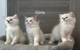 Ragdoll cats for sale: Attention🎈Rare Kitten  - Image 21
