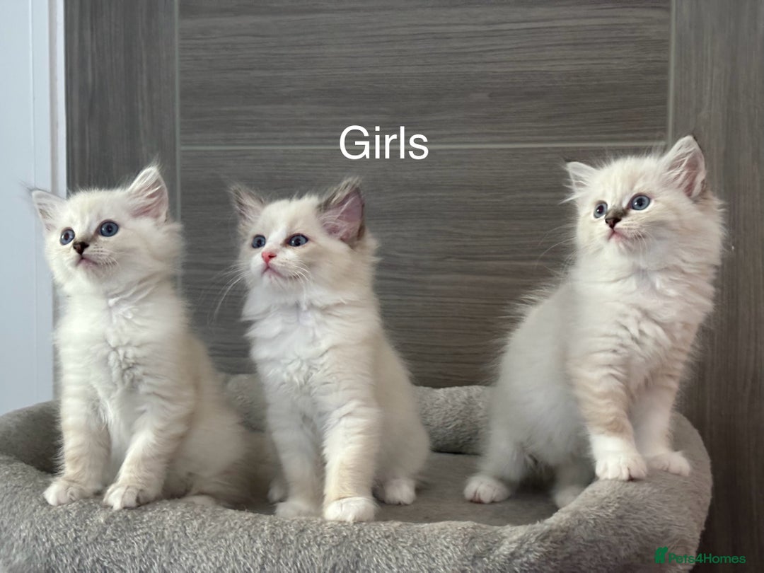 Ragdoll cats for sale: Attention🎈Rare Kitten  - Image 21