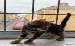 Bengal cats for sale: 6 Stunning Bengal kittens - Image 21