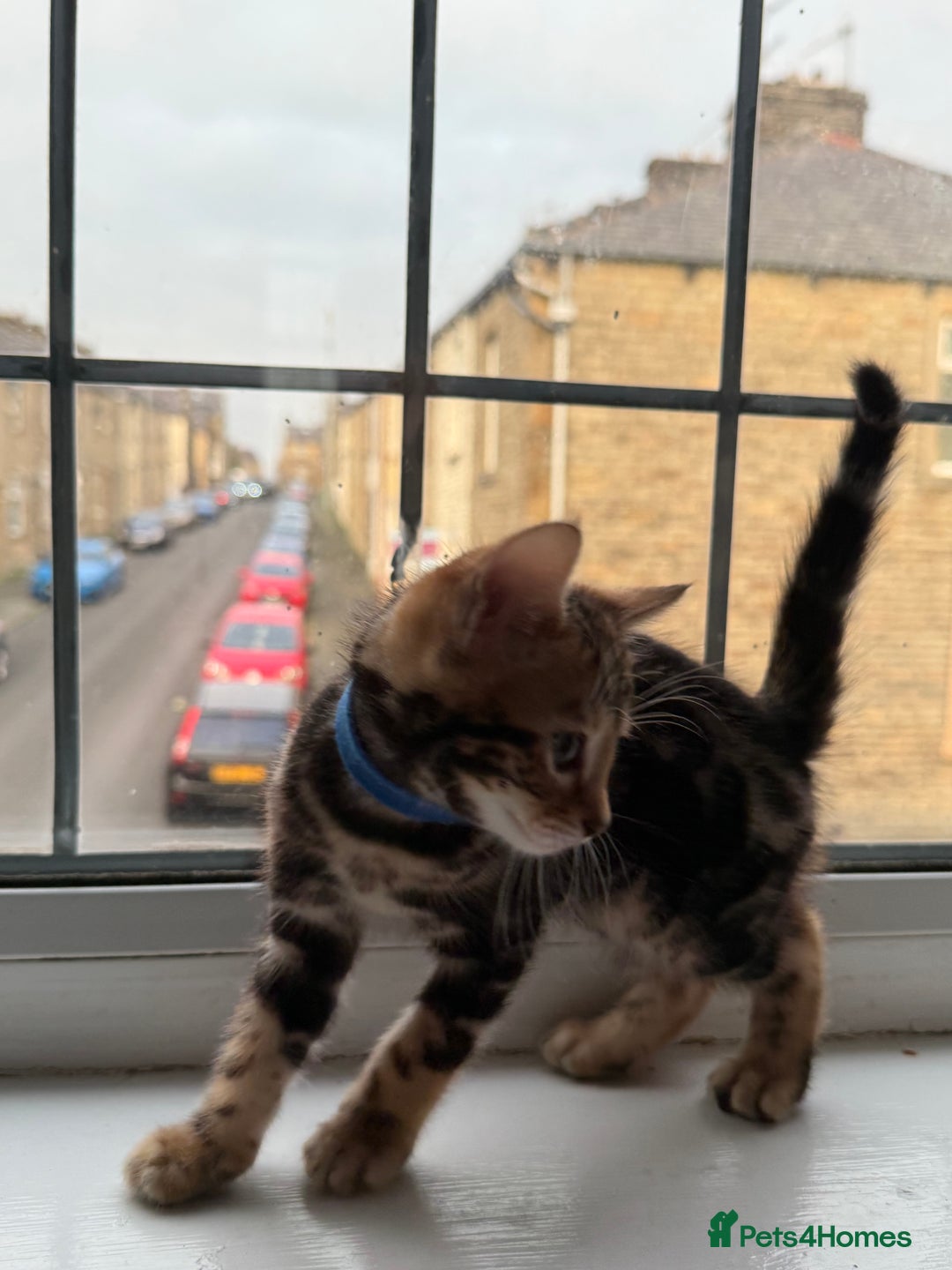 Bengal cats for sale: 6 Stunning Bengal kittens - Image 21