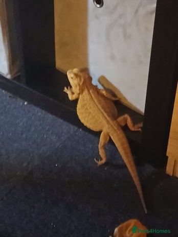 Bearded Dragon reptiles - Advert 5