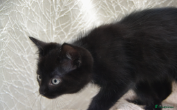 Mixed Breed cats for sale: Beatiful Maine-Coone/Bombay Kittens - Image 3