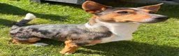 Mixed Breed dogs for sale: Jack Russell x puppies for sale  - Advert 10
