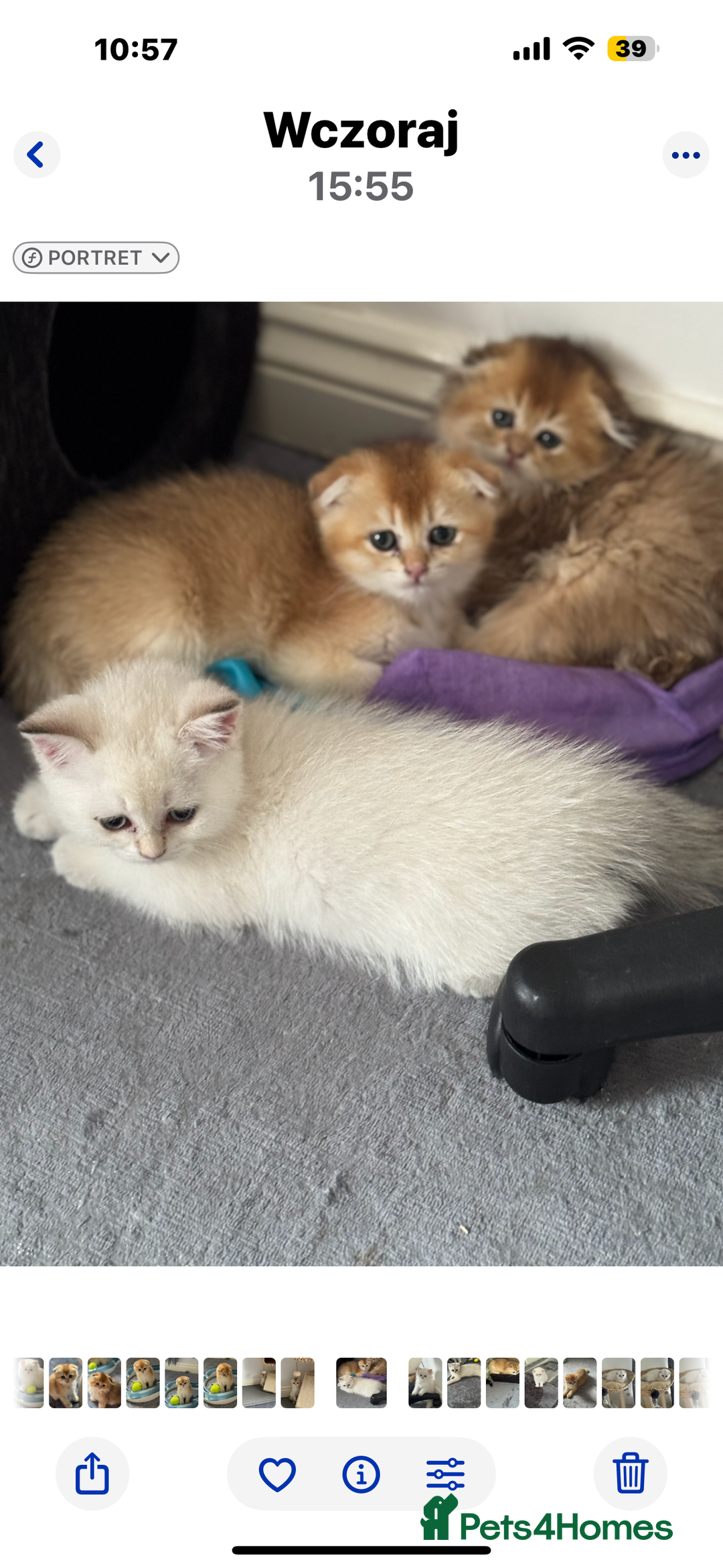 Scottish Fold cats for sale: purebred kittens Gold Scottish Fold Chinchilla - Image 11
